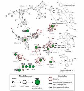 Réseau moléculaire de molécules antifongiques de co-produits de la vigne