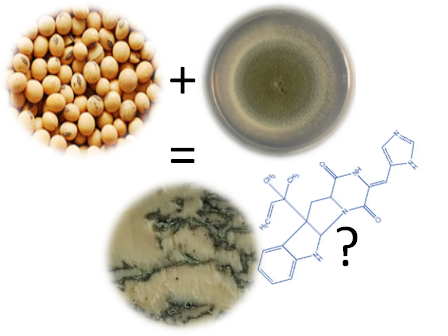 Toxines de Penicillium dans des alternatives formagères végétales ?