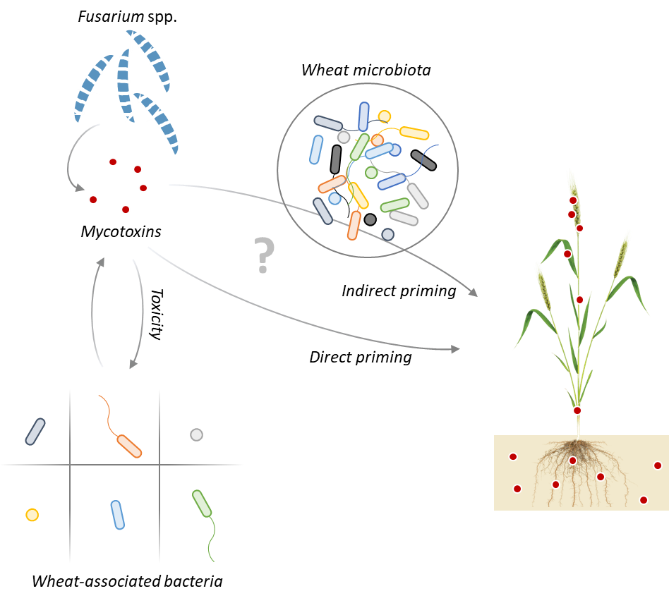 Projet MycotoxToBac