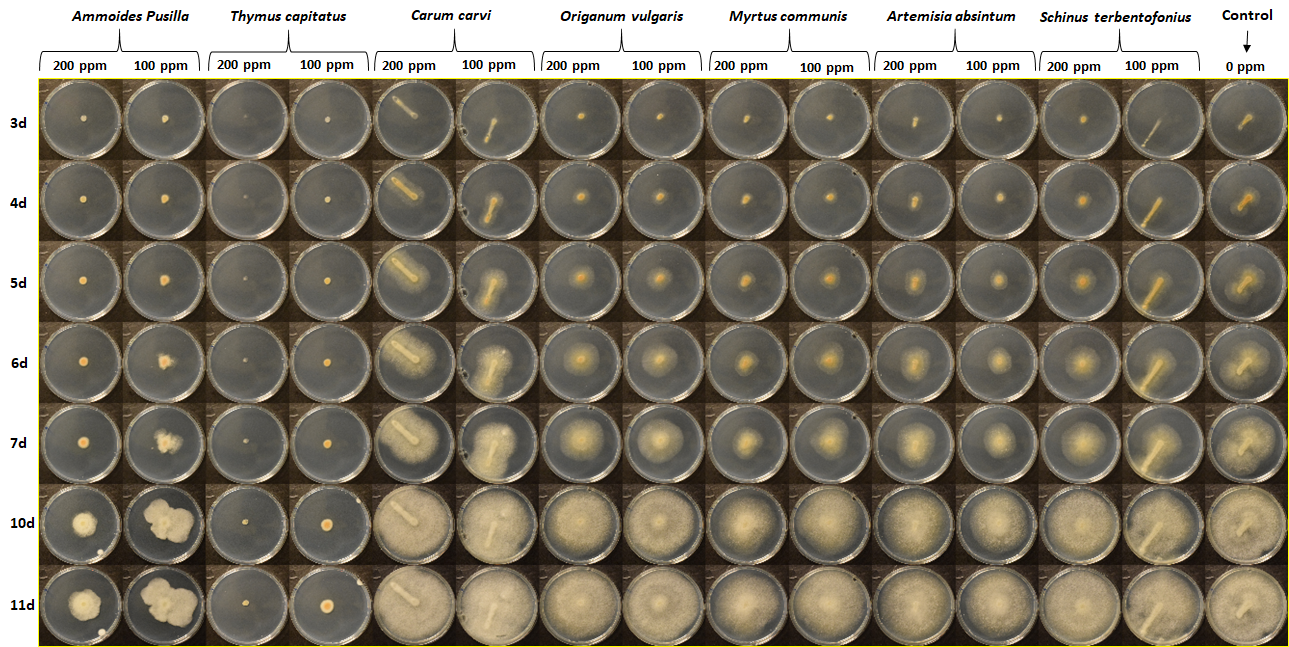 Effets d'huiles essentielles sur Fusarium avenaceum