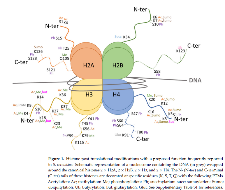 Histone post-translational modifications