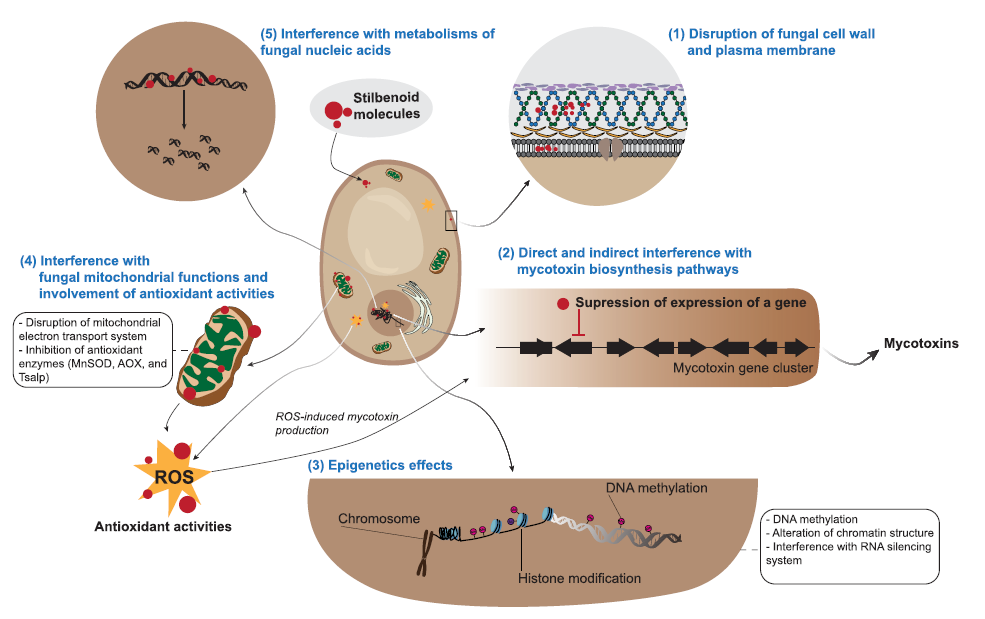 mode of actions of stilbenoids on mycotoxigenic fungi