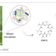 enniatin B1-B2,  degradation